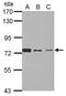 Sentrin-specific protease 3 antibody, PA5-31055, Invitrogen Antibodies, Western Blot image 