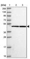 Ribosomal Protein S6 Kinase Related antibody, PA5-61255, Invitrogen Antibodies, Western Blot image 