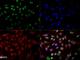 Cbp/p300-interacting transactivator 2 antibody, NB100-136, Novus Biologicals, Immunofluorescence image 