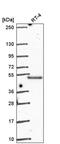 Protein GRINL1A antibody, PA5-66980, Invitrogen Antibodies, Western Blot image 