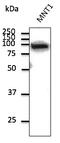 Catenin Beta 1 antibody, AB0095-200, Origene, Western Blot image 