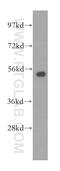 Peptidase, Mitochondrial Processing Beta Subunit antibody, 16064-1-AP, Proteintech Group, Western Blot image 