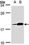 PACAP27 antibody, orb69886, Biorbyt, Western Blot image 