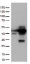 p38 antibody, TA813282S, Origene, Western Blot image 