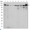 Protein Kinase N2 antibody, LS-C812748, Lifespan Biosciences, Western Blot image 