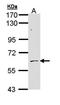 AarF Domain Containing Kinase 1 antibody, orb73664, Biorbyt, Western Blot image 