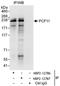 Pre-mRNA cleavage complex 2 protein Pcf11 antibody, NBP2-12786, Novus Biologicals, Immunoprecipitation image 
