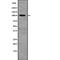 Ral Guanine Nucleotide Dissociation Stimulator antibody, PA5-67784, Invitrogen Antibodies, Western Blot image 