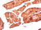 Bone morphogenetic protein 3 antibody, A52753-100, Epigentek, Immunohistochemistry paraffin image 