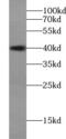 Aurora Kinase B antibody, FNab00748, FineTest, Western Blot image 
