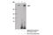 ATR Serine/Threonine Kinase antibody, 13934S, Cell Signaling Technology, Immunoprecipitation image 