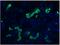 Keratin 19 antibody, DM188P, Origene, Immunohistochemistry frozen image 
