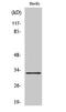 Mitochondrial Ribosomal Protein L24 antibody, A15563-2, Boster Biological Technology, Western Blot image 