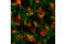 His tag antibody, 14931S, Cell Signaling Technology, Immunofluorescence image 