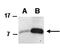 C-C Motif Chemokine Ligand 4 antibody, orb66821, Biorbyt, Western Blot image 