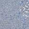 Partitioning defective 6 homolog beta antibody, PA5-53050, Invitrogen Antibodies, Immunohistochemistry frozen image 