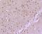 Cell Division Cycle 40 antibody, NBP2-67819, Novus Biologicals, Immunohistochemistry paraffin image 