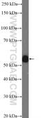 G Protein-Coupled Receptor 183 antibody, 12377-1-AP, Proteintech Group, Western Blot image 