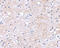 Leucine-rich glioma-inactivated protein 1 antibody, 4489, ProSci, Immunohistochemistry paraffin image 