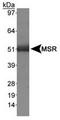 SCARA1 antibody, TA301566, Origene, Western Blot image 
