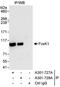 Forkhead Box K1 antibody, A301-727A, Bethyl Labs, Immunoprecipitation image 