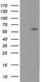 Cytochrome P450 Family 1 Subfamily A Member 2 antibody, TA501244S, Origene, Western Blot image 