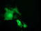 SH2B adapter protein 3 antibody, TA503069, Origene, Immunofluorescence image 