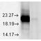 alpha A Crystallin antibody, MA5-27582, Invitrogen Antibodies, Western Blot image 