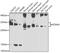 ICAM-4 antibody, 22-938, ProSci, Western Blot image 