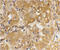 BCL2 Like 11 antibody, ADI-AAP-330-E, Enzo Life Sciences, Immunohistochemistry frozen image 