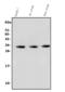 CD269 antibody, A01014-4, Boster Biological Technology, Western Blot image 