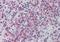 Golgi Glycoprotein 1 antibody, orb96648, Biorbyt, Immunohistochemistry paraffin image 