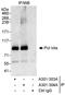 DNA Polymerase Iota antibody, A301-303A, Bethyl Labs, Immunoprecipitation image 