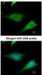 Ribosomal Protein S3A antibody, NBP1-31598, Novus Biologicals, Immunofluorescence image 