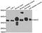 Sarcoglycan Delta antibody, A6980, ABclonal Technology, Western Blot image 