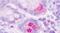 Motilin receptor antibody, PA5-33937, Invitrogen Antibodies, Immunohistochemistry frozen image 