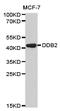 Damage Specific DNA Binding Protein 2 antibody, TA327198, Origene, Western Blot image 