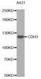 Cadherin 3 antibody, abx000896, Abbexa, Western Blot image 