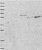 SKI/DACH Domain Containing 1 antibody, NBP1-81891, Novus Biologicals, Western Blot image 