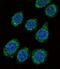 Cytochrome P450 Family 3 Subfamily A Member 5 antibody, abx033686, Abbexa, Immunofluorescence image 