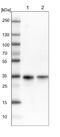 Chromosome 11 Open Reading Frame 54 antibody, NBP1-87194, Novus Biologicals, Western Blot image 