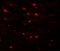 Microtubule Associated Scaffold Protein 2 antibody, 5639, ProSci Inc, Immunofluorescence image 