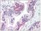 CLDN3 antibody, AP08601PU-N, Origene, Immunohistochemistry frozen image 