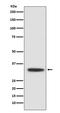 X-Box Binding Protein 1 antibody, M00234, Boster Biological Technology, Western Blot image 