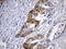 Caudal Type Homeobox 2 antibody, UM800156CF, Origene, Immunohistochemistry frozen image 