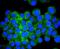 ATF4 antibody, NBP2-67766, Novus Biologicals, Immunofluorescence image 