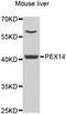 Peroxisomal Biogenesis Factor 14 antibody, A03327-2, Boster Biological Technology, Western Blot image 