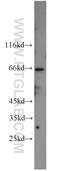 Nuclear RNA export factor 1 antibody, 10328-1-AP, Proteintech Group, Western Blot image 