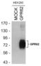 G Protein-Coupled Receptor 62 antibody, PA3-048, Invitrogen Antibodies, Western Blot image 