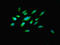 Paired Immunoglobin Like Type 2 Receptor Beta antibody, LS-C398001, Lifespan Biosciences, Immunofluorescence image 